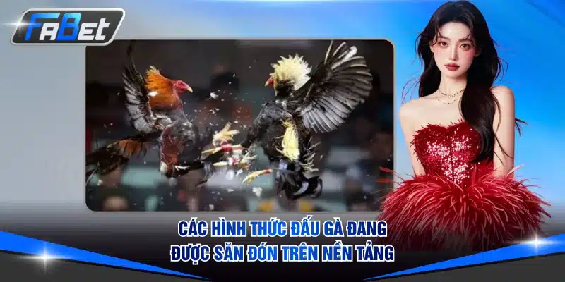 Các hình thức đấu gà đang được săn đón trên nền tảng